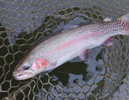 すれていない魚を探せ！ 大安トラウトレイク…